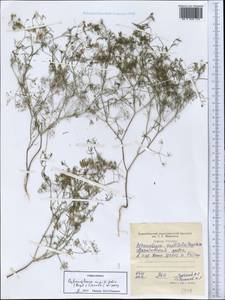 Psammogeton capillifolium (Regel & Schmalh.) Mousavi, Mozaff. & Zarre, Средняя Азия и Казахстан, Западный Тянь-Шань и Каратау (M3) (Таджикистан)