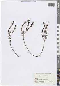 Вероника многораздельная L., Кавказ, Армения (K5) (Армения)