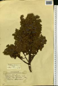 Можжевельник скальный Pall., Восточная Европа, Западно-Украинский район (E13) (Украина)