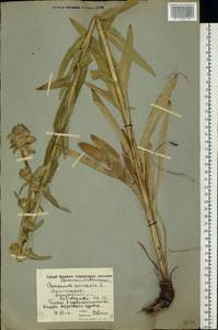 Колокольчик жестковолосистый L., Восточная Европа, Московская область и Москва (E4a) (Россия)