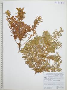 Тис остроконечный, Тисс остроконечный Siebold & Zucc., Сибирь, Дальний Восток (S6) (Россия)