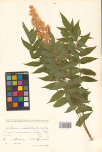 Рябинник рябинолистный (L.) A.Braun, Восточная Европа, Северо-Западный район (E2) (Россия)