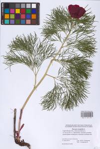 Пион тонколистный L., Восточная Европа, Нижневолжский район (E9) (Россия)