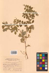 Lathyrus japonicus var. maritimus (L.) J.T.Kartesz & Gandhi, Сибирь, Дальний Восток (S6) (Россия)