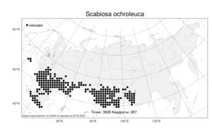 Scabiosa ochroleuca, Скабиоза бледно-желтая L., Атлас флоры России (FLORUS) (Россия)