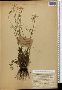 Selinum pauciradiatum (Sommier & Levier) Leute, Кавказ, Ставропольский край, Карачаево-Черкесия, Кабардино-Балкария (K1b) (Россия)