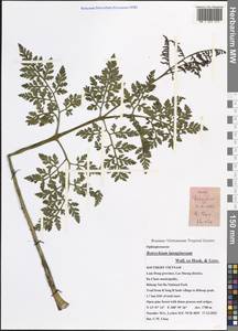 Japanobotrychum lanuginosum (Wall. ex Hook. & Grev.) M. Nishida ex Tagawa, Зарубежная Азия (ASIA) (Вьетнам)