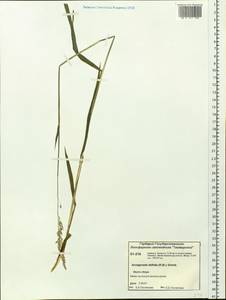 Арктополевица широколистная (R.Br.) Griseb., Сибирь, Центральная Сибирь (S3) (Россия)