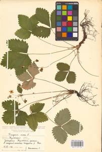 Земляника лесная L., Восточная Европа, Центральный район (E4) (Россия)