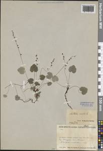 Мителла голая L., Сибирь, Прибайкалье и Забайкалье (S4) (Россия)