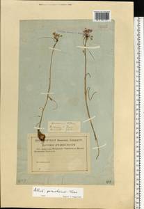 Лук крымский (Besser ex Rchb.) K.Richt., Восточная Европа, Нижневолжский район (E9) (Россия)