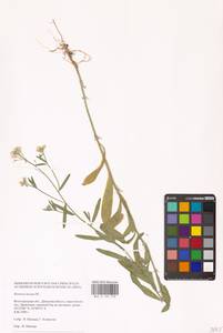 Икотник седой, Икотник серо-зеленый (L.) DC., Восточная Европа, Нижневолжский район (E9) (Россия)