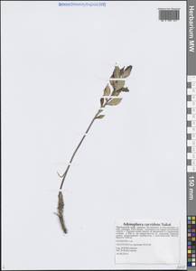 Бубенчик перескиелистный (Fisch. ex Schult.) G.Don, Сибирь, Дальний Восток (S6) (Россия)