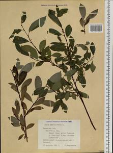 Ива филиколистная L., Сибирь, Западная Сибирь (S1) (Россия)