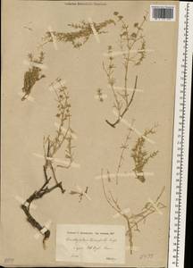 Acanthophyllum verticillatum (Willd.) Hand.-Mazz., Зарубежная Азия (ASIA) (Турция)