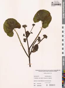 Калужница укореняющаяся (T.F.Forst.) Beck, Сибирь, Чукотка и Камчатка (S7) (Россия)