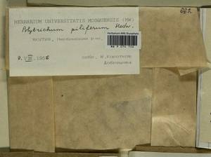 Polytrichum piliferum Hedw., Гербарий мохообразных, Мхи - Якутия (B19) (Россия)