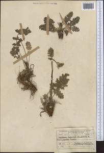 Жабрица заостренная (Schrenk) Pimenov & Sdobnina, Средняя Азия и Казахстан, Западный Тянь-Шань и Каратау (M3) (Киргизия)