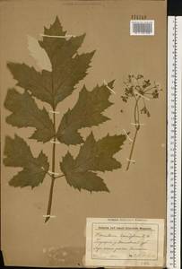 Борщевик обыкновенный L., Восточная Европа, Белоруссия (E3a) (Белоруссия)