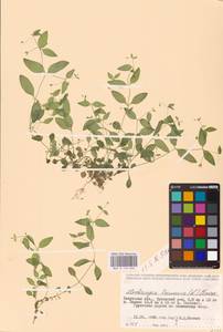 Мерингия трехжилковая (L.) Clairv., Восточная Европа, Центральный район (E4) (Россия)