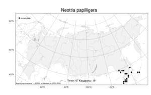 Neottia papilligera, Гнездовка сосочковая Schltr., Атлас флоры России (FLORUS) (Россия)
