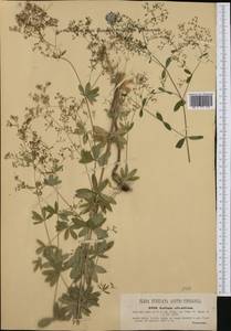 Galium sylvaticum L., Западная Европа (EUR) (Австрия)