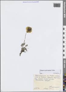 Oreomecon pulvinata subsp. pulvinata, Сибирь, Центральная Сибирь (S3) (Россия)