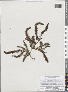 Щавель Маршалла Rchb., Восточная Европа, Центральный лесостепной район (E6) (Россия)