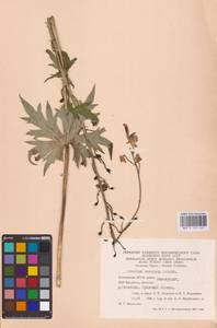 Борец северный Koelle, Восточная Европа, Восточный район (E10) (Россия)