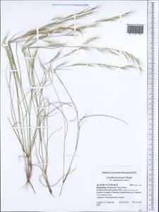 Aristida adscensionis L., Средняя Азия и Казахстан, Западный Тянь-Шань и Каратау (M3) (Киргизия)