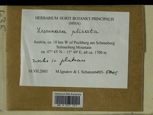 Lescuraea plicata (Schleich. ex F. Weber & D. Mohr) Lindb., Гербарий мохообразных, Мхи - Западная Европа (BEu) (Австрия)