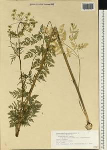 Бутень Прескотта DC., Восточная Европа, Средневолжский район (E8) (Россия)