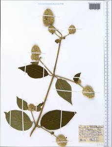 Cyathula uncinulata (Schrad.) Schinz, Африка (AFR) (Эфиопия)