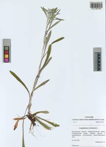 Сушеница лесная (L.) Sch. Bip. & F. W. Schultz, Сибирь, Алтай и Саяны (S2) (Россия)