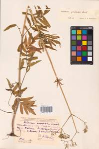 Valeriana pratensis subsp. angustifolia (Soó) Kirschner, Buttler & Hand, Восточная Европа, Западно-Украинский район (E13) (Украина)