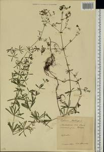 Подмаренник мягкий L., Восточная Европа, Молдавия (E13a) (Молдавия)