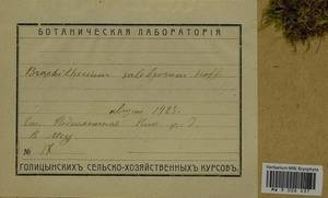 Brachythecium salebrosum (Hoffm. ex F. Weber & D. Mohr) Schimp., Гербарий мохообразных, Мхи - Москва и Московская область (B6a) (Россия)