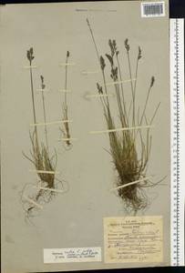 Овсяница Ричардсона Hook., Сибирь, Западная Сибирь (S1) (Россия)