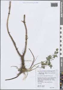 Вздутоплодник волосистый (Turcz. ex Fisch. & C.A.Mey.) Turcz. ex Ledeb., Сибирь, Прибайкалье и Забайкалье (S4) (Россия)