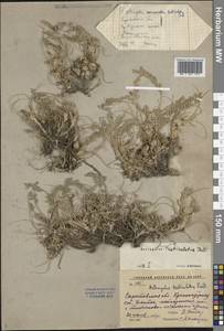 Астрагал яичкоплодный, Астрагал яйцеплодный Pall., Восточная Европа, Нижневолжский район (E9) (Россия)