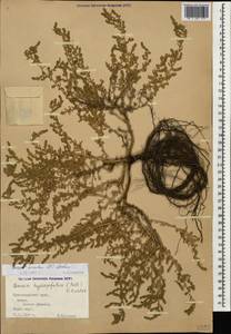 Spirobassia hirsuta (L.) Freitag & G. Kadereit, Кавказ, Краснодарский край и Адыгея (K1a) (Россия)