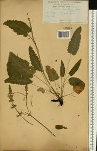 Шалфей зарослевый Andrz. ex Besser, Восточная Европа, Центральный лесостепной район (E6) (Россия)