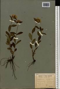 Pentanema hirtum (L.) D. Gut. Larr., Santos-Vicente, Anderb., E. Rico & M. M. Mart. Ort., Восточная Европа, Южно-Украинский район (E12) (Украина)