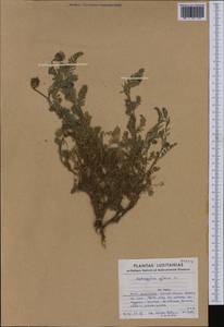 Astragalus glaux L., Западная Европа (EUR) (Португалия)