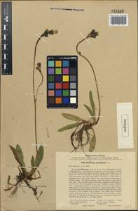 Ястребиночка прусская (Nägeli & Peter) Soják, Восточная Европа, Северо-Западный район (E2) (Россия)