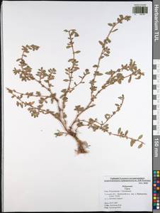 Спорыш, Восточная Европа, Центральный район (E4) (Россия)