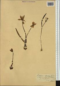 Colchicum alpinum DC., Западная Европа (EUR)