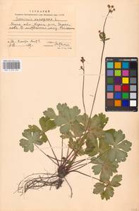 Подлесник европейский L., Восточная Европа, Московская область и Москва (E4a) (Россия)