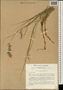 Cenchrus orientalis (Rich.) Morrone, Кавказ, Азербайджан (K6) (Азербайджан)