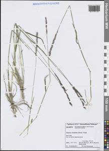 Пырейник изменчивый (Drobow) Tzvelev, Сибирь, Центральная Сибирь (S3) (Россия)